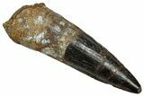Fossil Spinosaurus Tooth - Real Dinosaur Tooth #345457-1